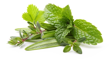 A collection of fresh herbs including mint, sage and rosemary